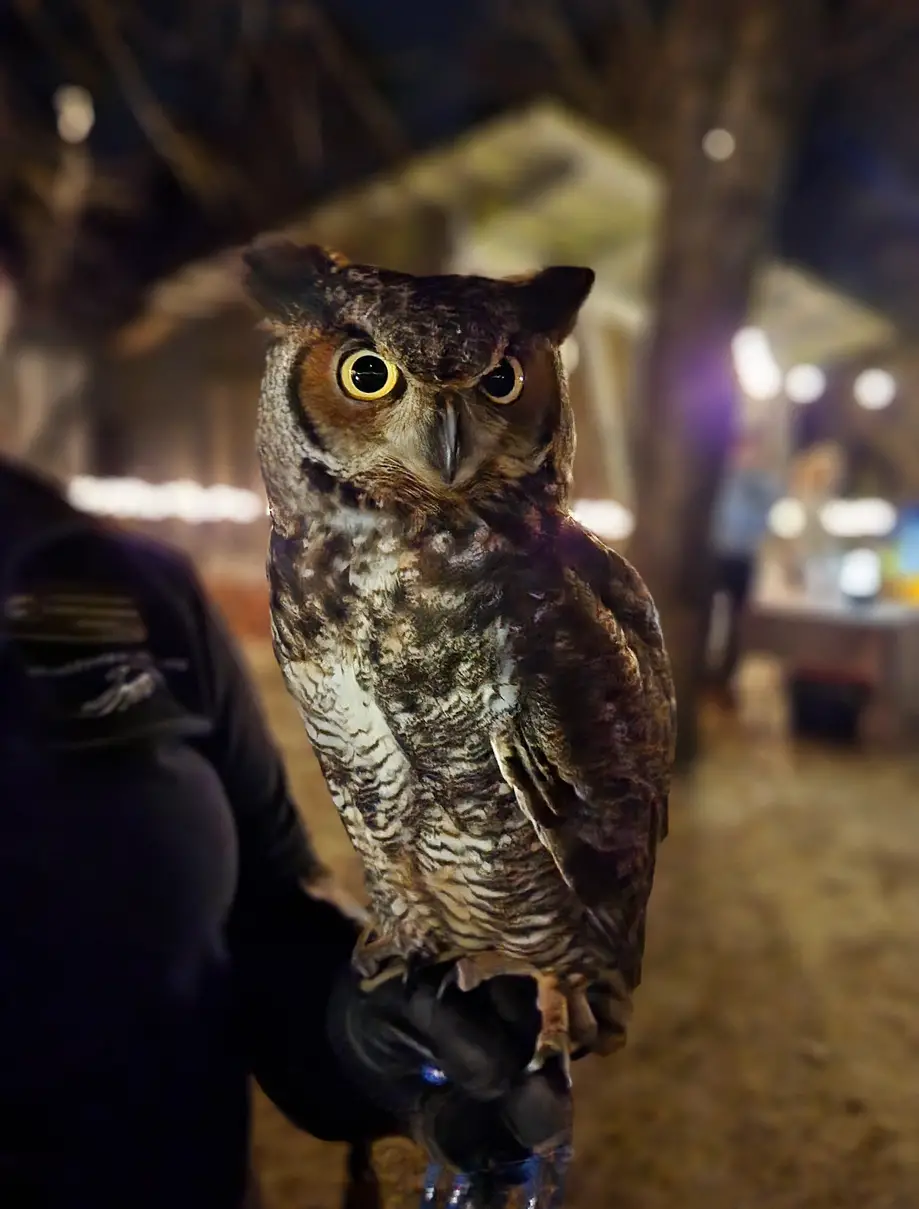 Owls by Moonlight with the Center for Birds of Prey