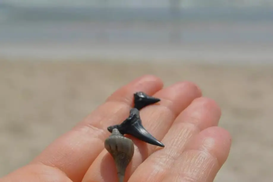 Morris Island Shark Tooth & Fossil Shared Charter - 4