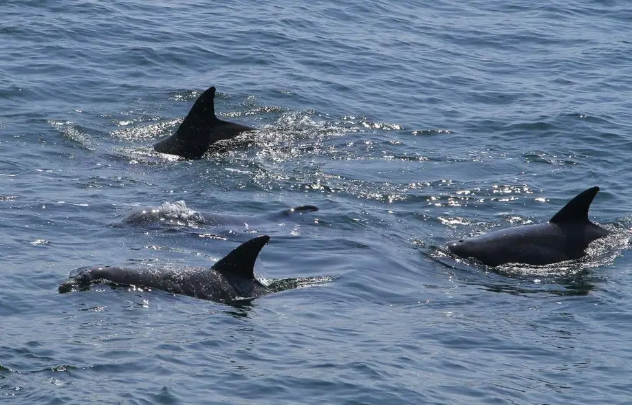 Dolphin Boat Tour - 2 Hours