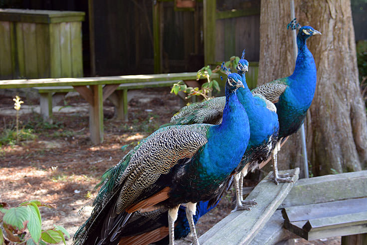 Peacocks roam the grounds at Magnolia Plantation in Charleston, SC