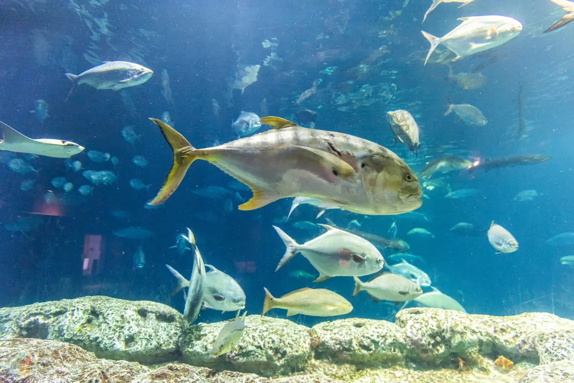 South Carolina Aquarium at Charleston