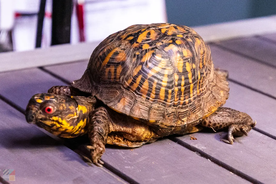 South Carolina Aquarium at Charleston