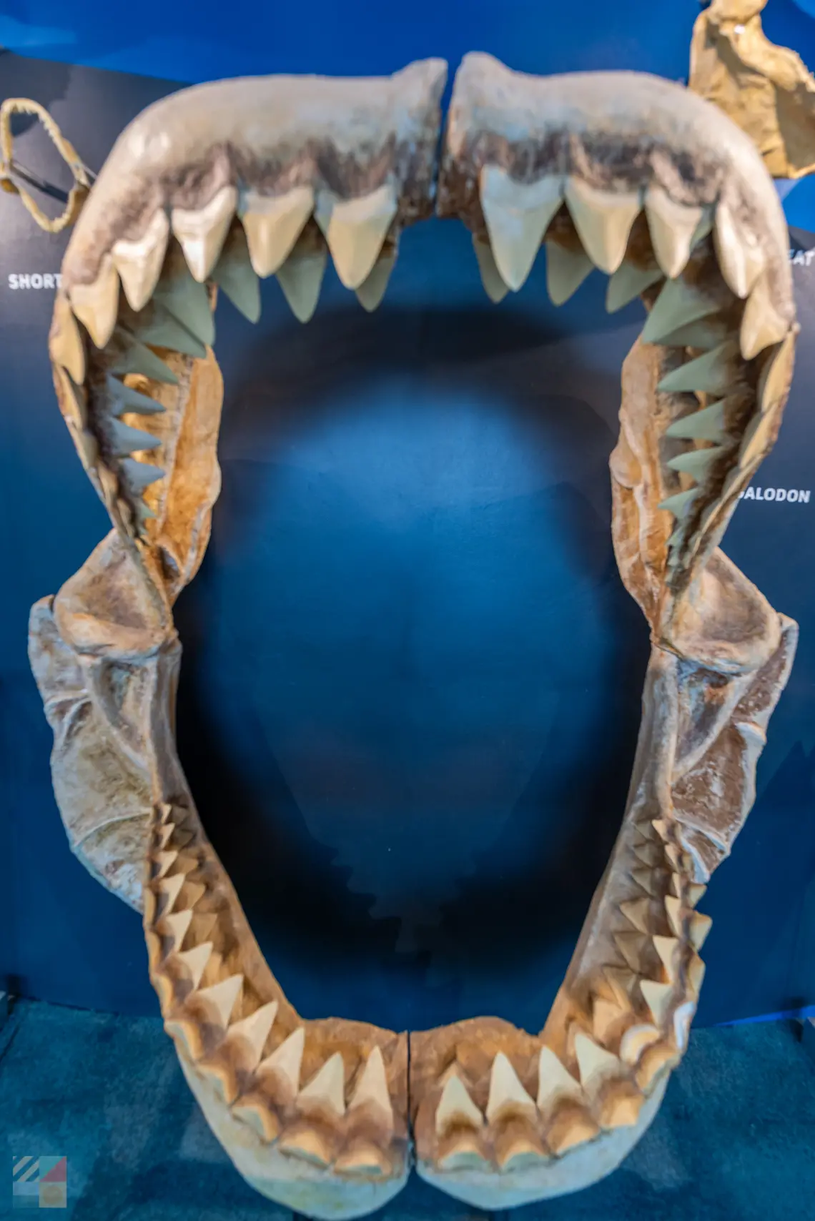 South Carolina Aquarium at Charleston